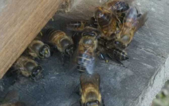 蜜蜂沖群有什么危害? 蜜蜂