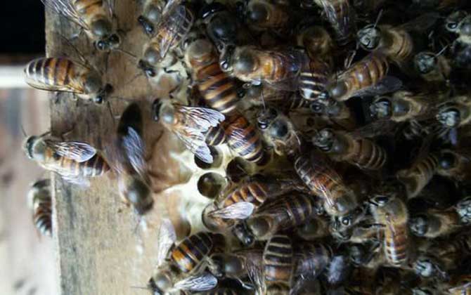 蜜蜂沖群是怎么回事? 蜜蜂