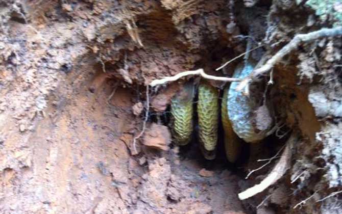 誘蜂高手是怎樣誘蜂的? 誘蜂