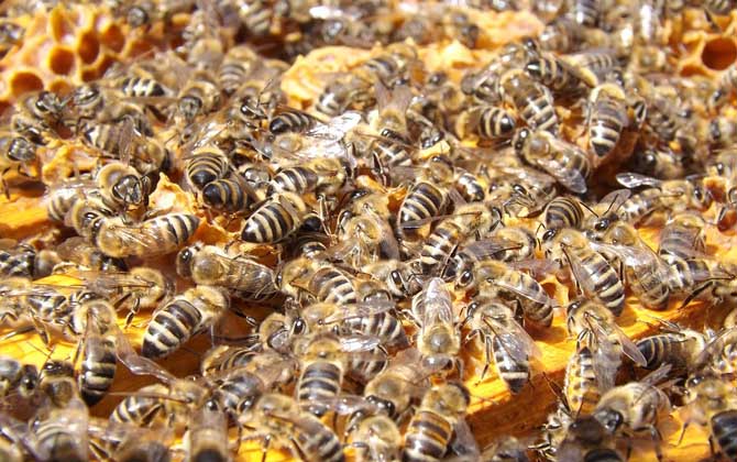 新手如何才能養(yǎng)好蜜蜂? 養(yǎng)蜂