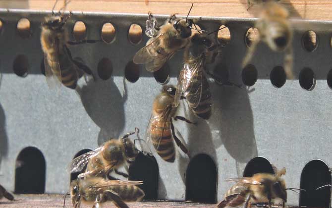 蜂群失王有什么表現(xiàn)? 蜂群失王