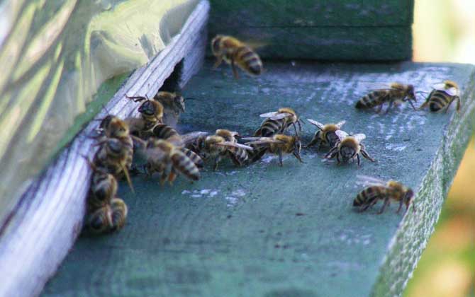 蜂群失王有什么表現(xiàn)? 蜂群失王