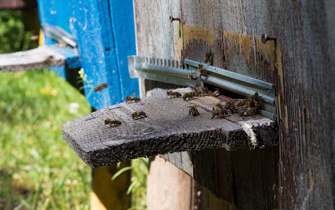 蜂群失王有什么表現(xiàn)? 蜂群失王