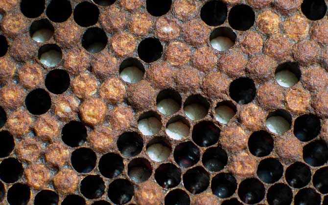 不讓蜜蜂分蜂怎么解決? 蜜蜂