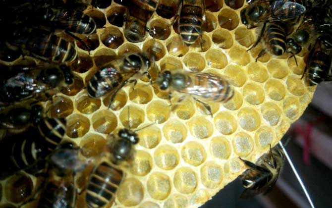 蜜蜂蛋群是什么意思? 蛋群