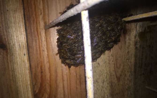 蜜蜂蛋群是什么意思? 蛋群