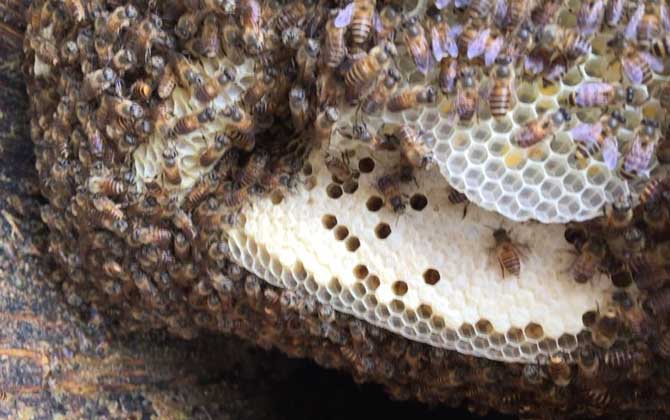 割蜜如何防止蜂王出逃? 割蜜