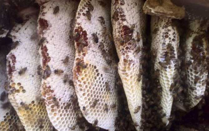 割蜜如何防止蜂王出逃? 割蜜