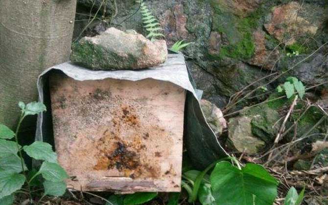 怎樣百分百誘到偵查蜂? 誘蜂