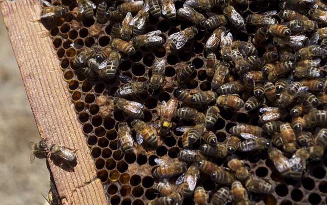 新手養(yǎng)蜂入門及注意事項 新手養(yǎng)蜂