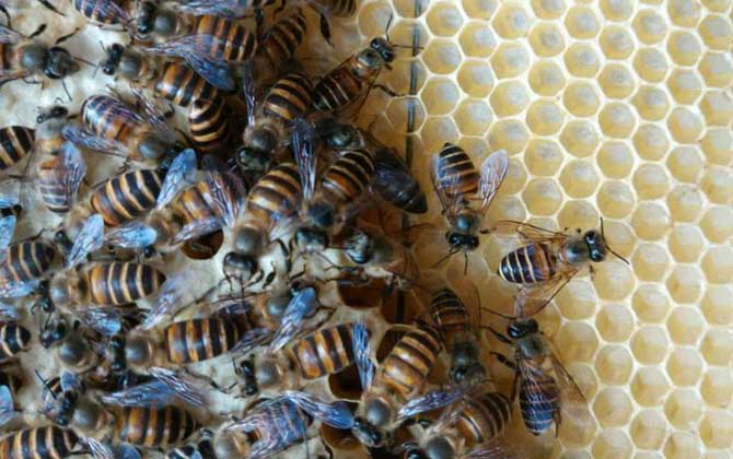 蜜蜂分家想留住怎么辦? 蜜蜂分家