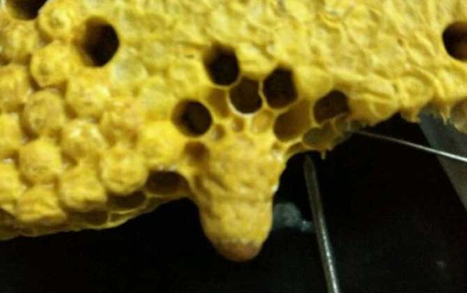 蜜蜂分家想留住怎么辦? 蜜蜂分家