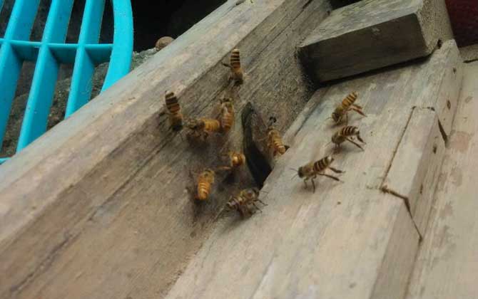 蜜蜂分家想留住怎么辦? 蜜蜂分家