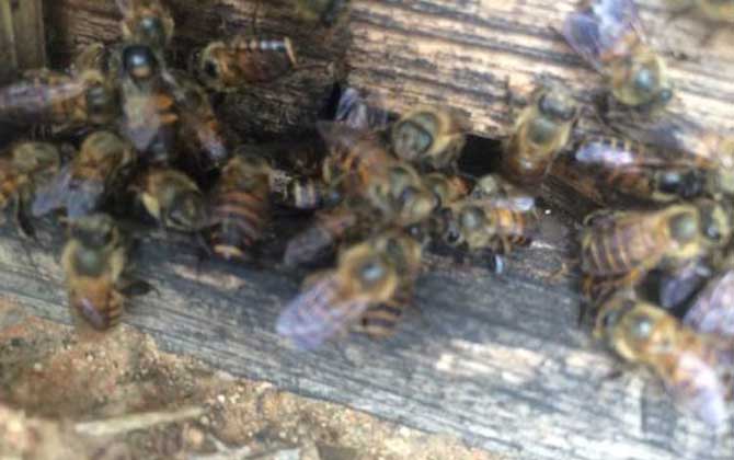蜜蜂分家想留住怎么辦? 蜜蜂分家