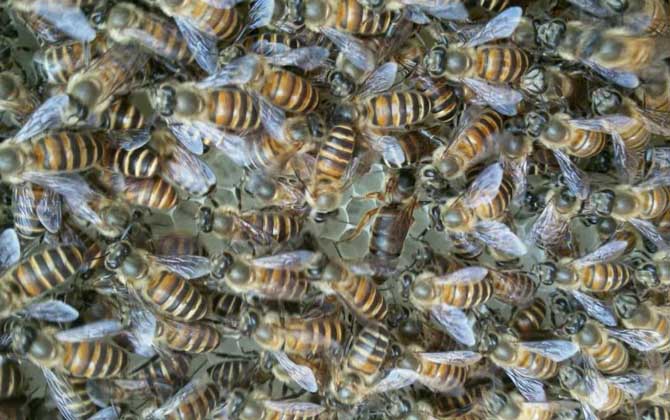 膠桶誘蜂技巧及注意事項 誘蜂