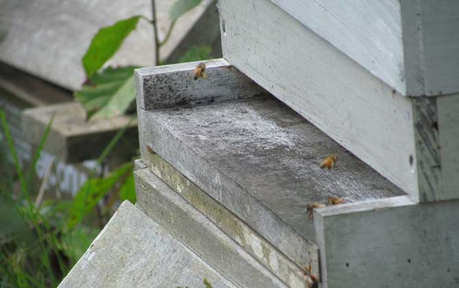 蜜蜂合并后回蜂怎么辦? 回蜂