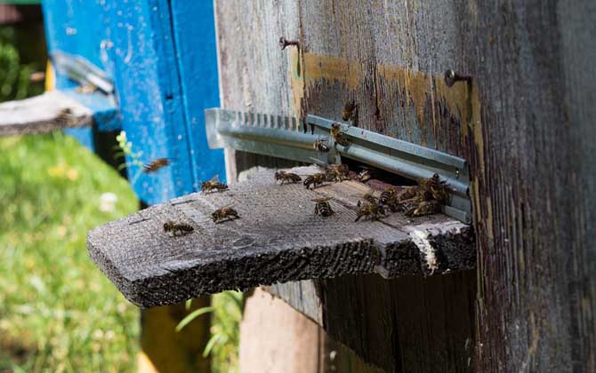 蜜蜂合并后回蜂怎么辦? 回蜂