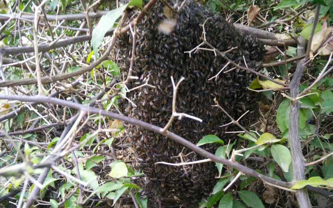 蜜蜂什么時(shí)候分家最多? 蜜蜂分家