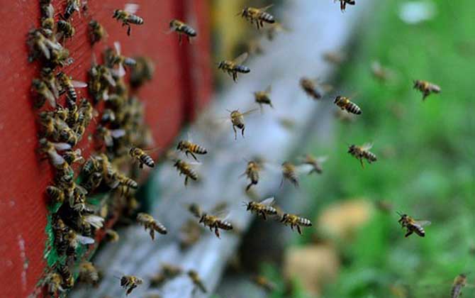 蜜蜂分家怎么收回來? 蜜蜂分家