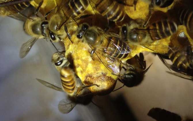 有了王臺怎樣人工分蜂? 人工分蜂