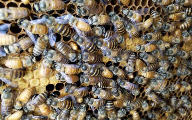 怎樣控制和消除分蜂熱? 分蜂熱