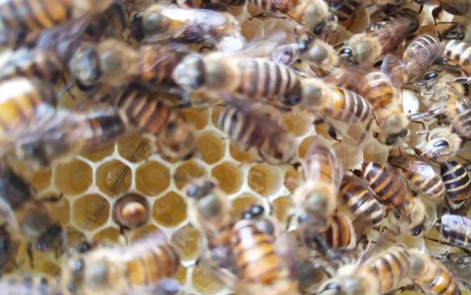 怎樣才能讓蜜蜂不分家? 蜜蜂