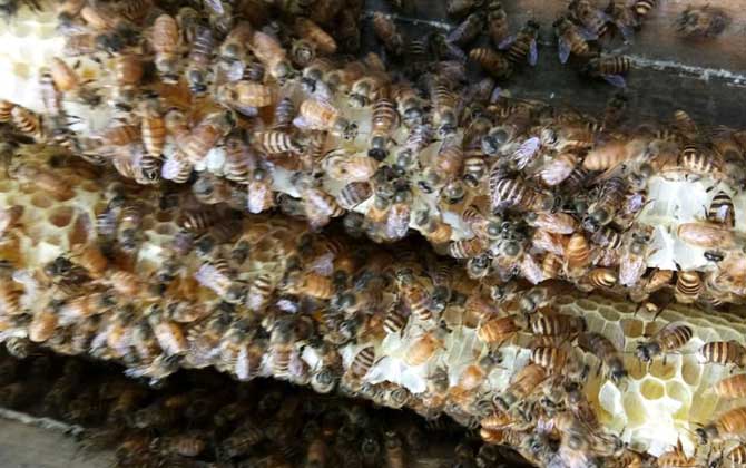 怎樣才能讓蜜蜂不分家? 蜜蜂