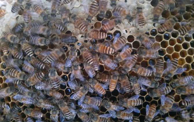 怎樣才能讓蜜蜂不分家? 蜜蜂