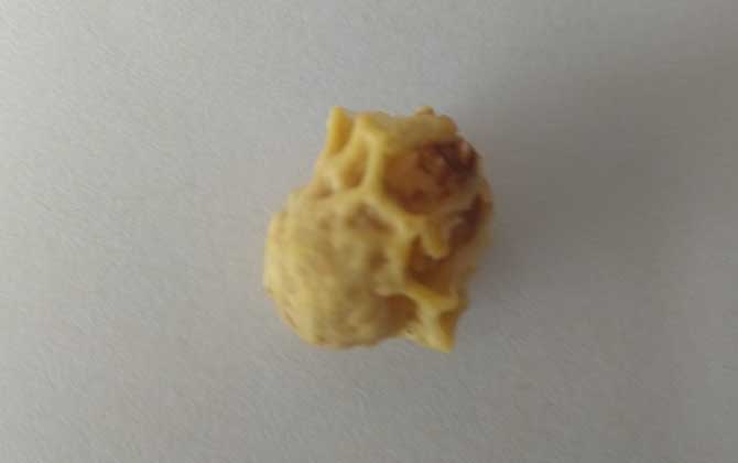 養蜂育王技術及注意事項 育王