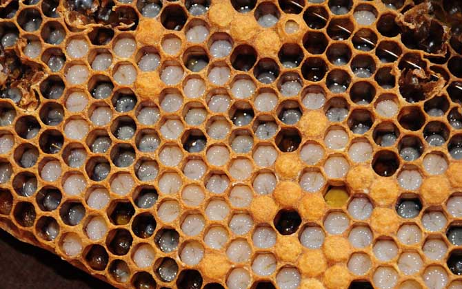 1脾蜂可以秋繁起來嗎? 秋繁