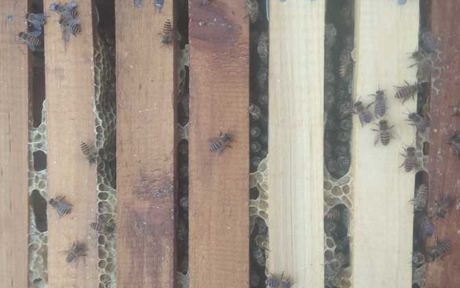 蜜蜂秋繁的重要性和關鍵技術 蜜蜂秋繁