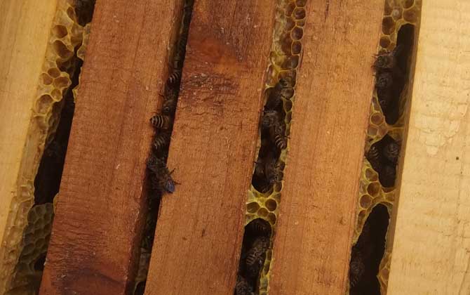 蜜蜂秋繁的重要性和關鍵技術 蜜蜂秋繁