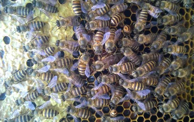 養蜜蜂的方法及注意事項 養蜜蜂