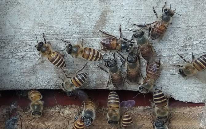 蜜蜂不出門是不是病了? 蜜蜂