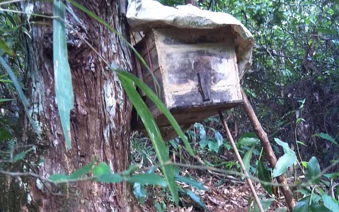 誘蜂箱來(lái)了十幾只蜂能誘到嗎? 誘蜂箱