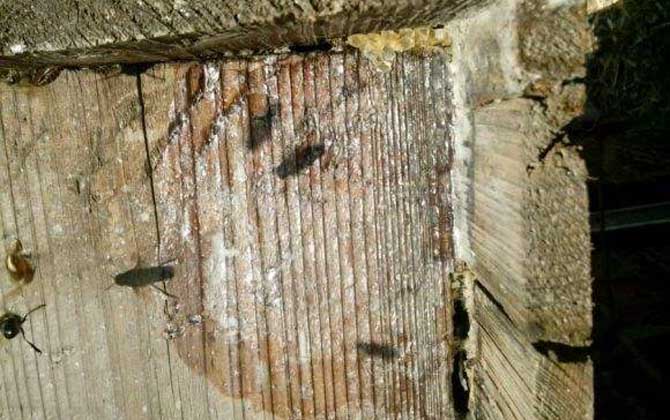 誘蜂箱來(lái)了十幾只蜂能誘到嗎? 誘蜂箱