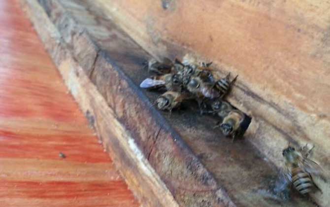 怎么誘蜂最容易來蜂? 誘蜂