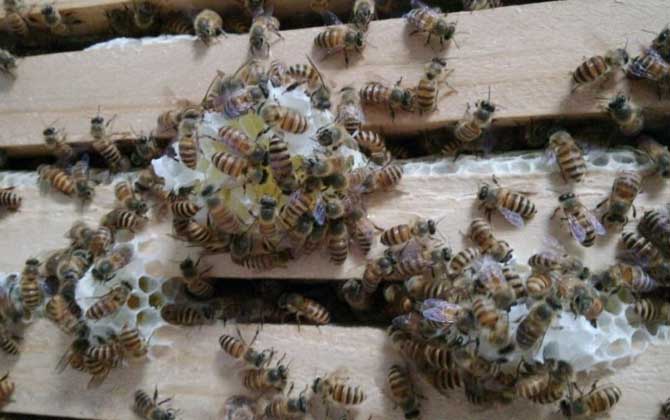 新收蜜蜂要喂幾天糖水? 蜜蜂
