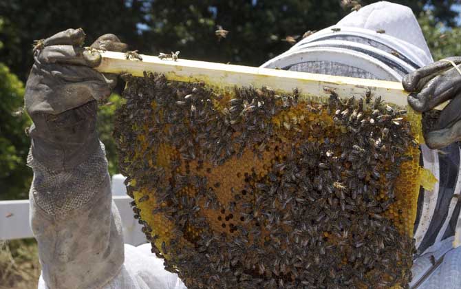 蜂箱多久開箱檢查一次? 養蜂