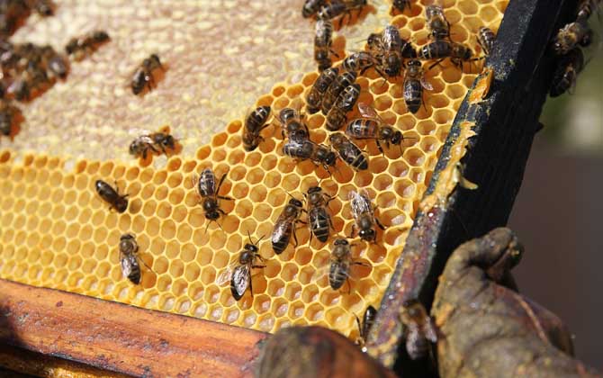 蜂箱多久開箱檢查一次? 養蜂