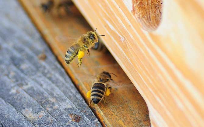 雙王群會(huì)不會(huì)導(dǎo)致分蜂? 雙王群