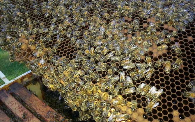 雙王群上繼箱會打架嗎? 雙王群