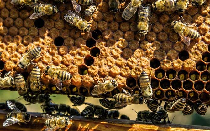 蜜蜂秋繁的最佳時間及注意事項 蜜蜂秋繁