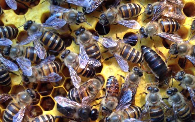 蜜蜂晚上合群打架嗎? 蜂群