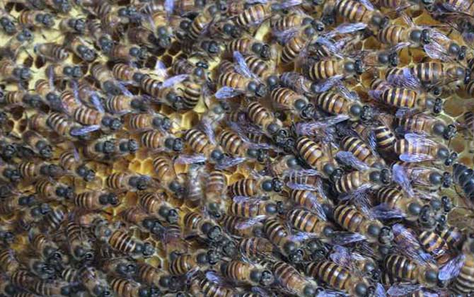 兩箱蜂合并有哪十種方法? 合并蜂群