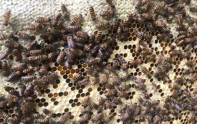 兩箱蜂合并有哪十種方法? 合并蜂群