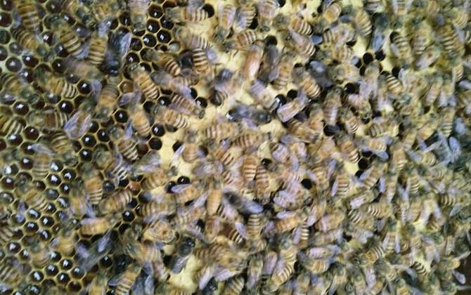 合并蜂群圍王怎么辦? 合并蜂群