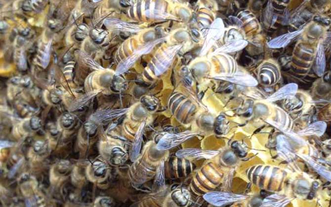 蜂群失王后怎樣介王最好? 介王