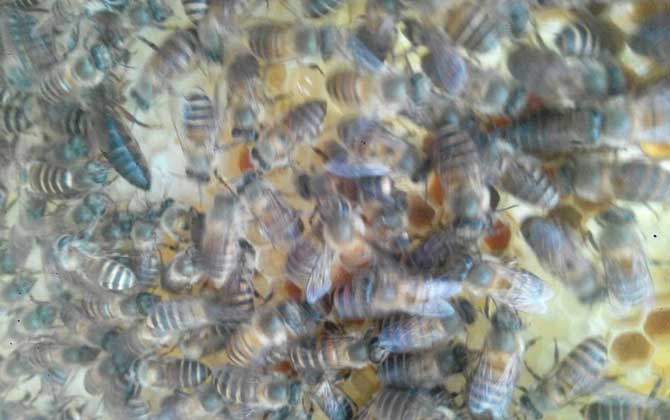 蜂群失王后怎樣介王最好? 介王