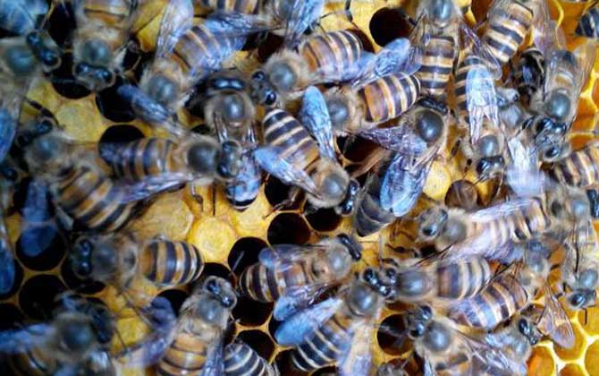 失王一個月還能介王嗎? 介王